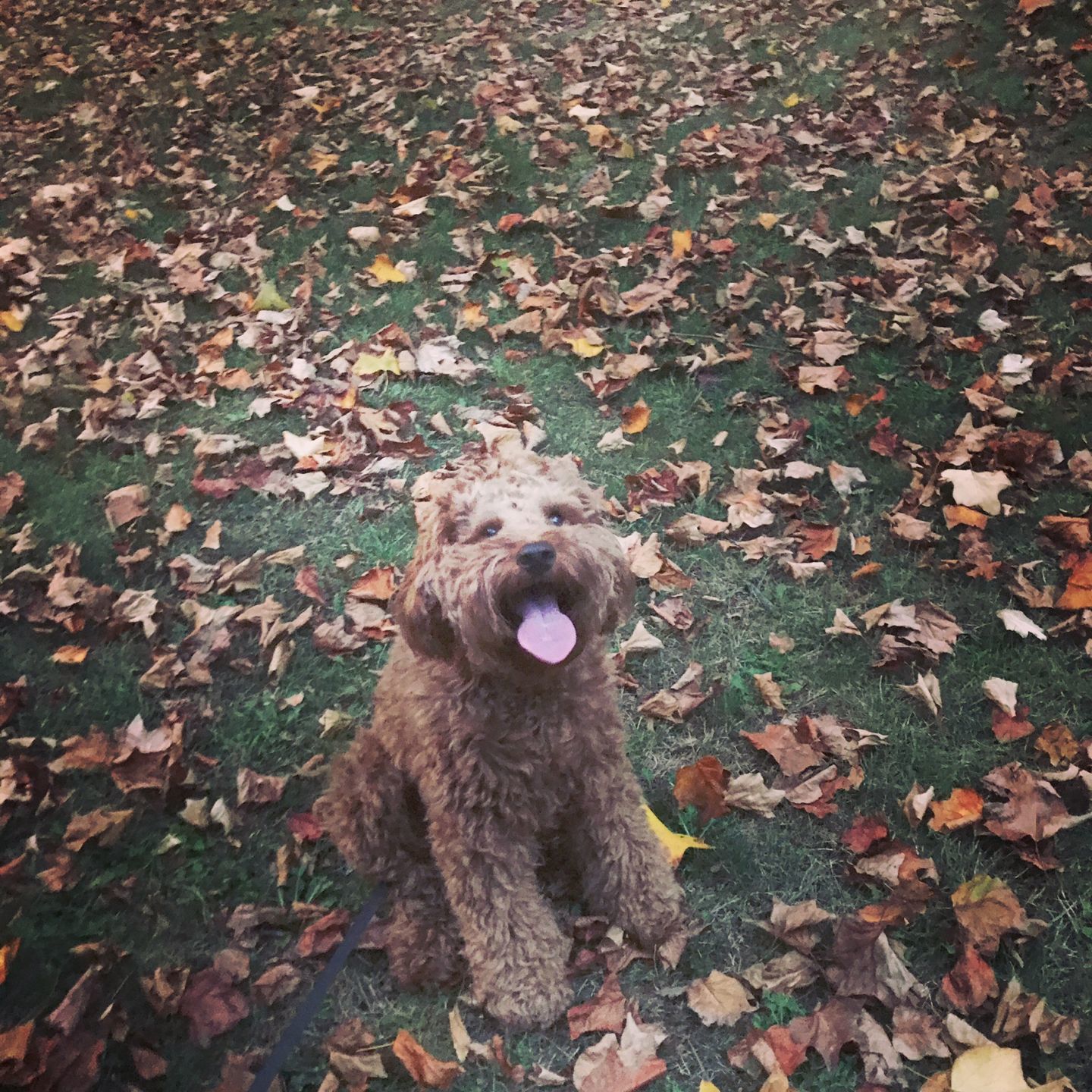 Ollie